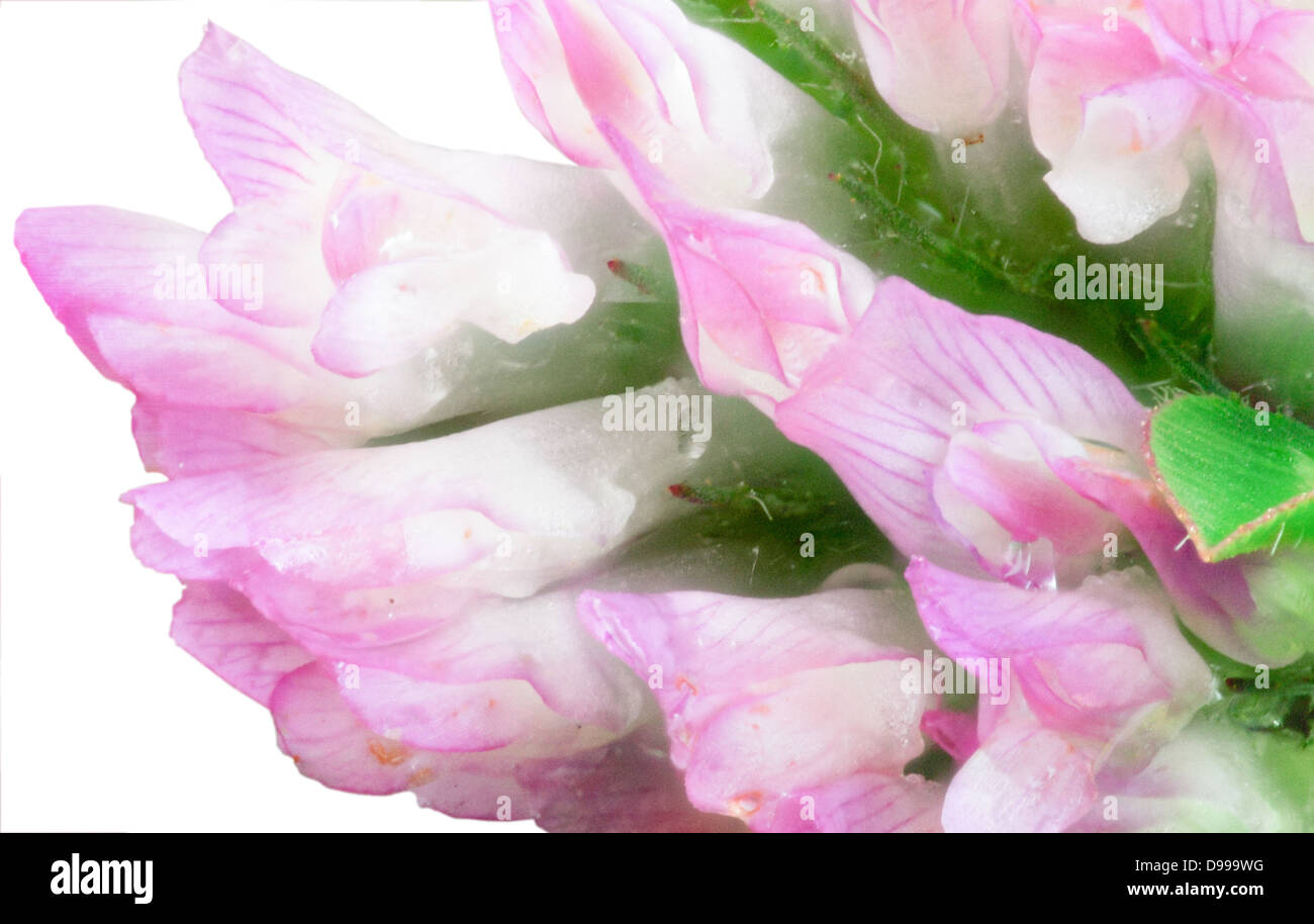 Roter Klee Blüte Makro Zusammensetzung. Stockfoto