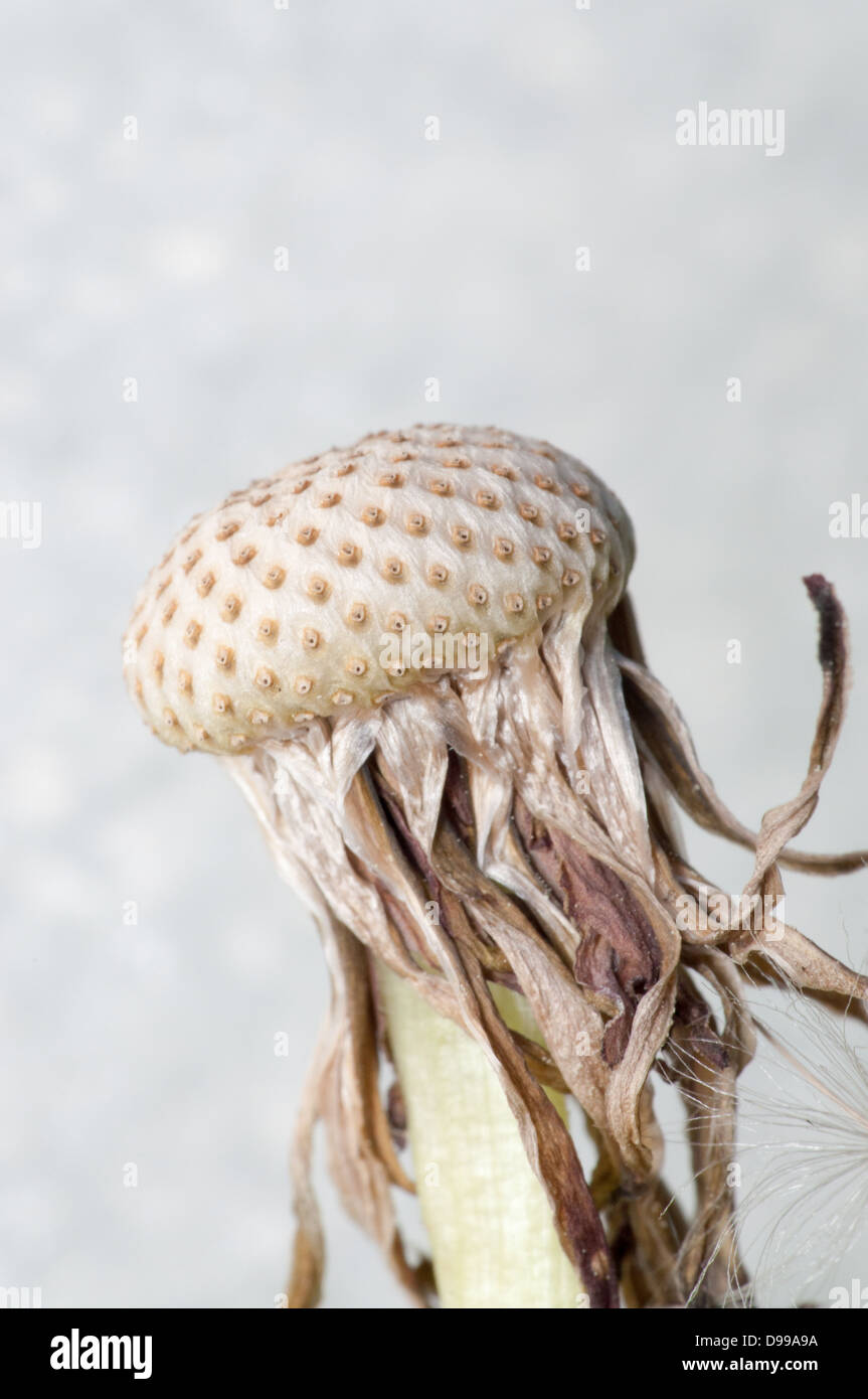 Löwenzahn in abstrakte Komposition ausgeblasen. Stockfoto