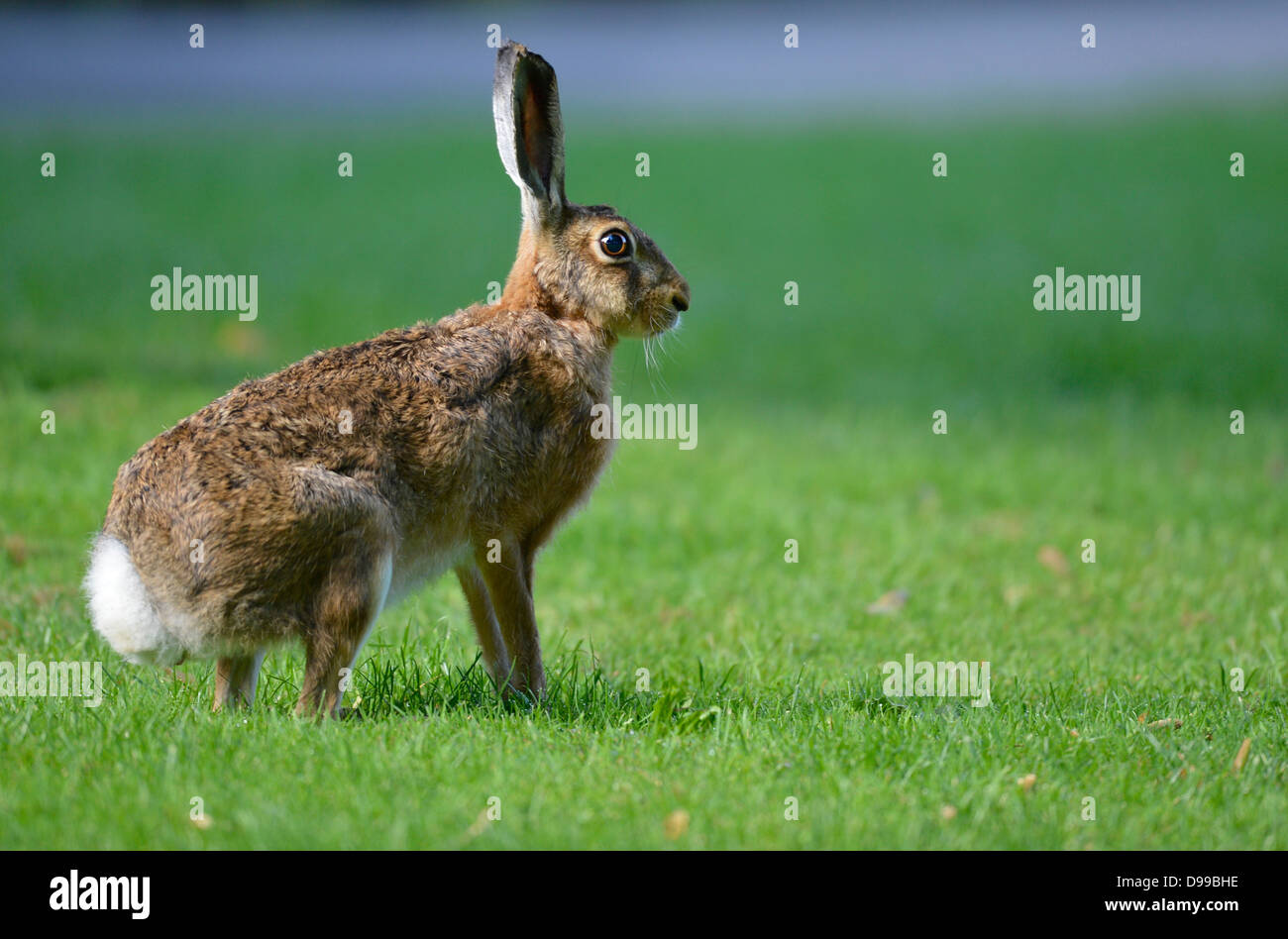 Feld-Hase, Lepus timidus Stockfoto