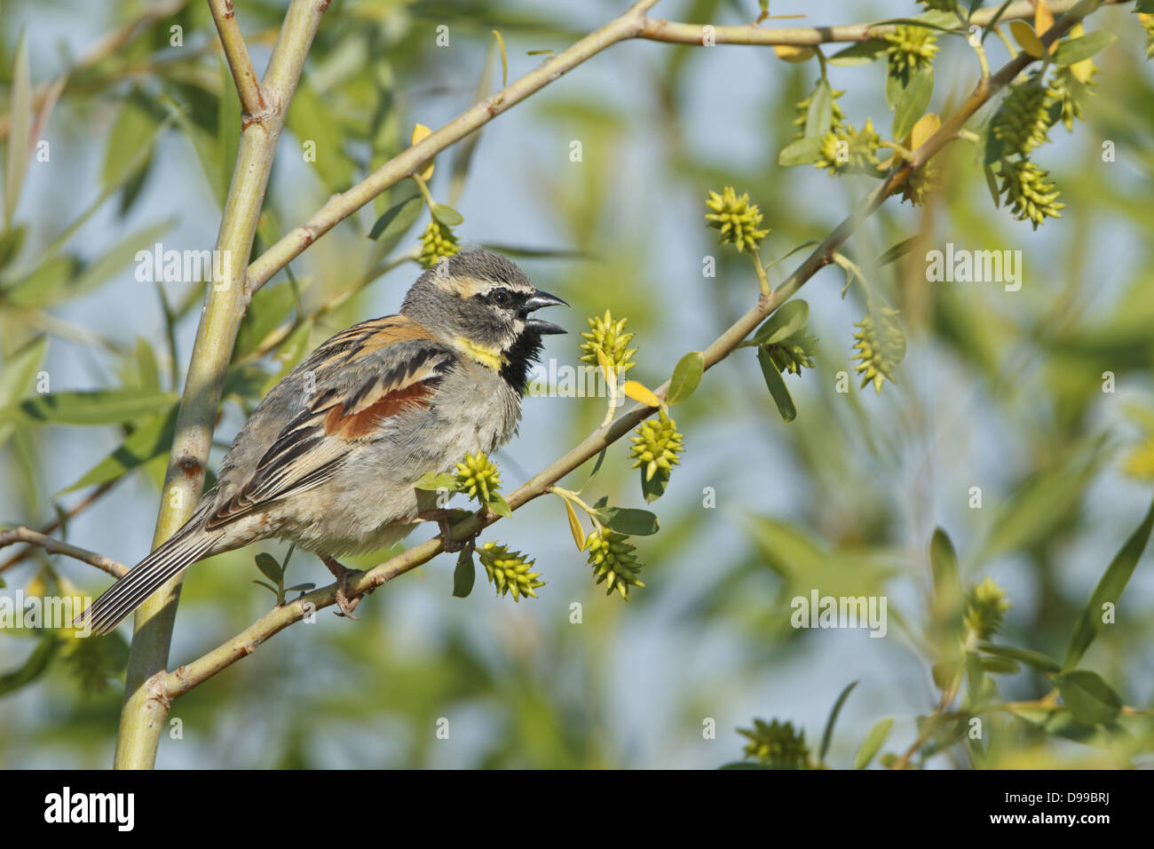 Dead Sea Sparrow, Moabsperling, Passer moabiticus Stockfoto