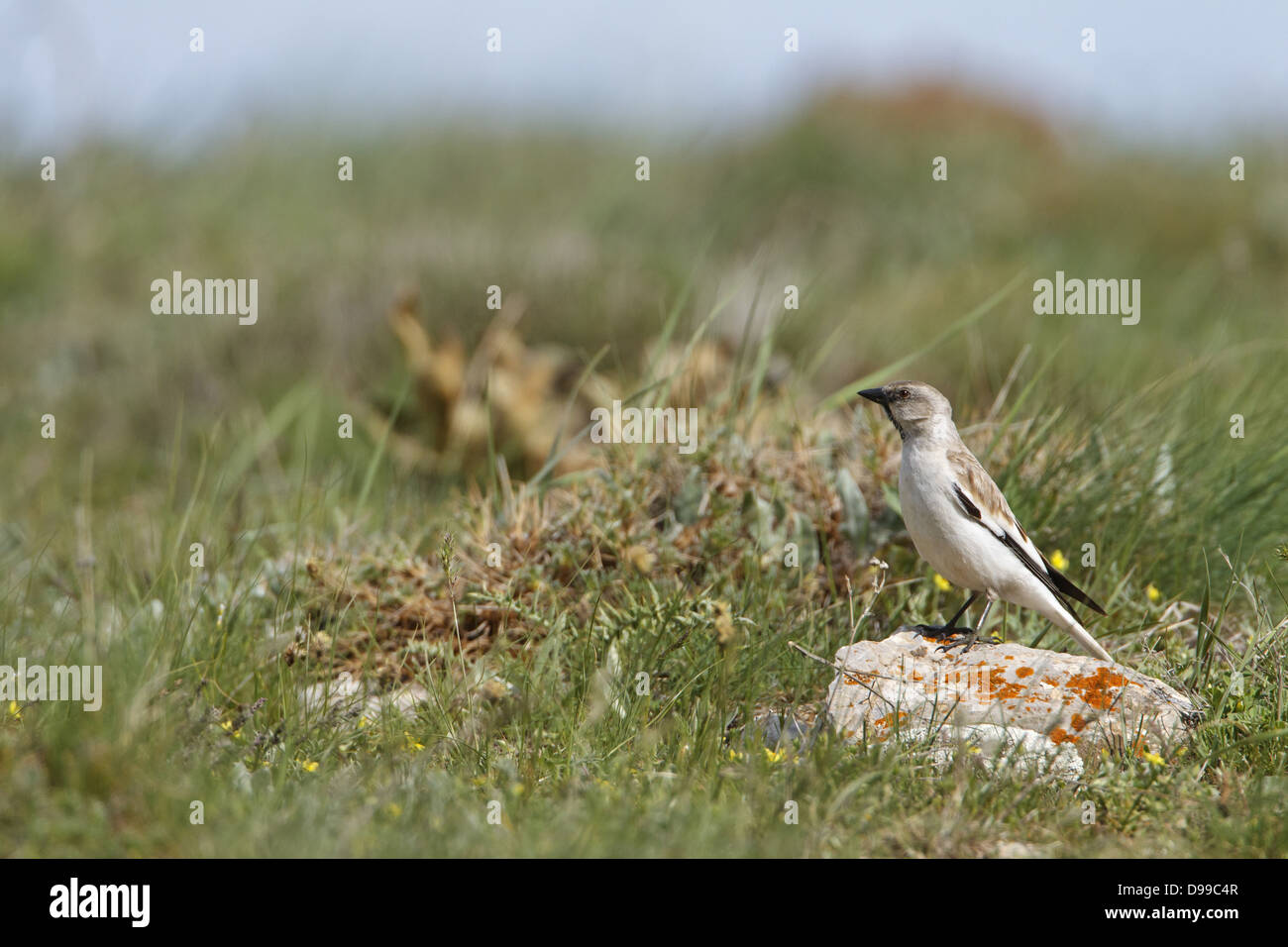 Schnee-Finch, White-winged Schnee Finch, Montifringilla Nivalis, Schneesperling, Schneefink Stockfoto