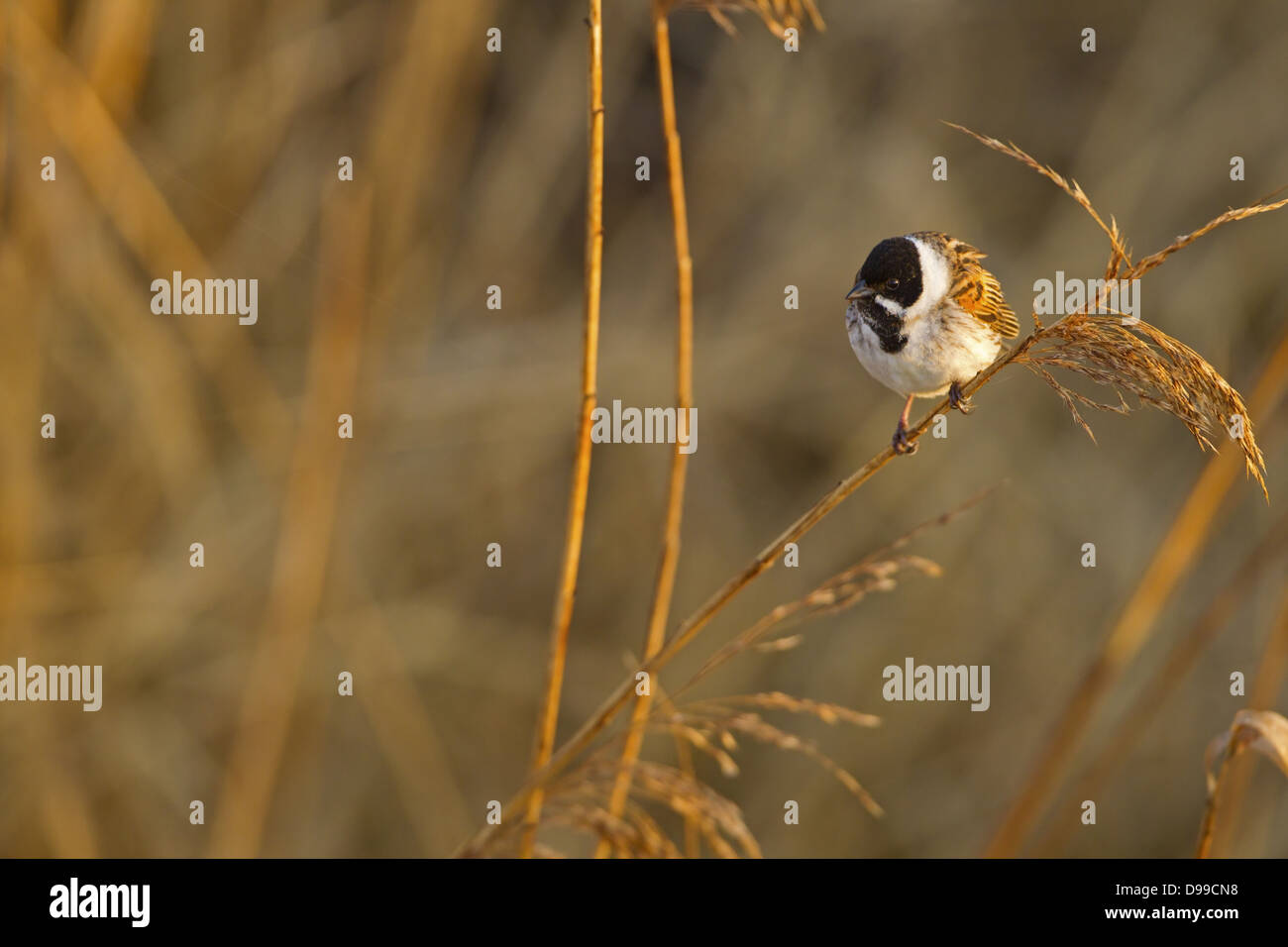 Bruant des Roseaux, Escribano Palustre, Emberiza Schoeniclus, Rohrammer, Reed Bunting Stockfoto