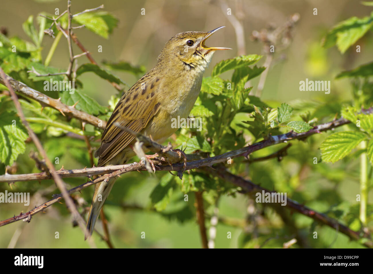 Feldschwirl, Grasshopper Warbler, Locustella Naevia, Feldschwirl, gemeinsame Grasshopper Warbler, gemeinsame Grasshopper Warbler Stockfoto