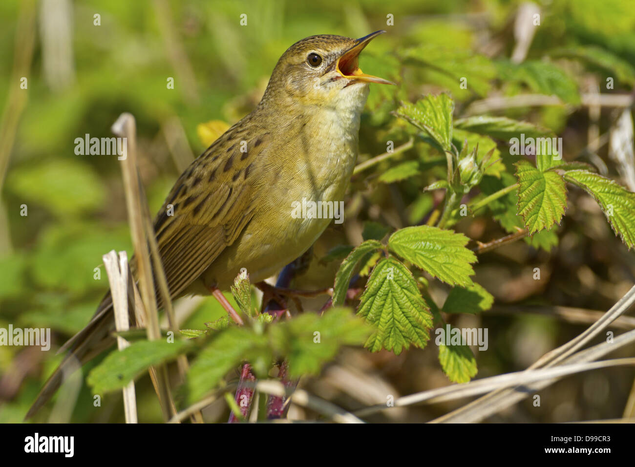 Feldschwirl, Grasshopper Warbler, Locustella Naevia, Feldschwirl, gemeinsame Grasshopper Warbler, gemeinsame Grasshopper Warbler Stockfoto