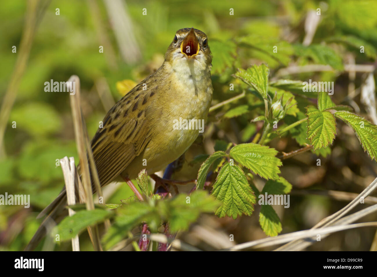 Feldschwirl, Grasshopper Warbler, Locustella Naevia, Feldschwirl, gemeinsame Grasshopper Warbler, gemeinsame Grasshopper Warbler Stockfoto