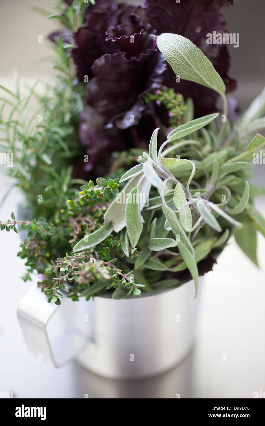 frische Kräuter in der Küche Rosmarin Thymian Salbei Lavendel Stockfoto