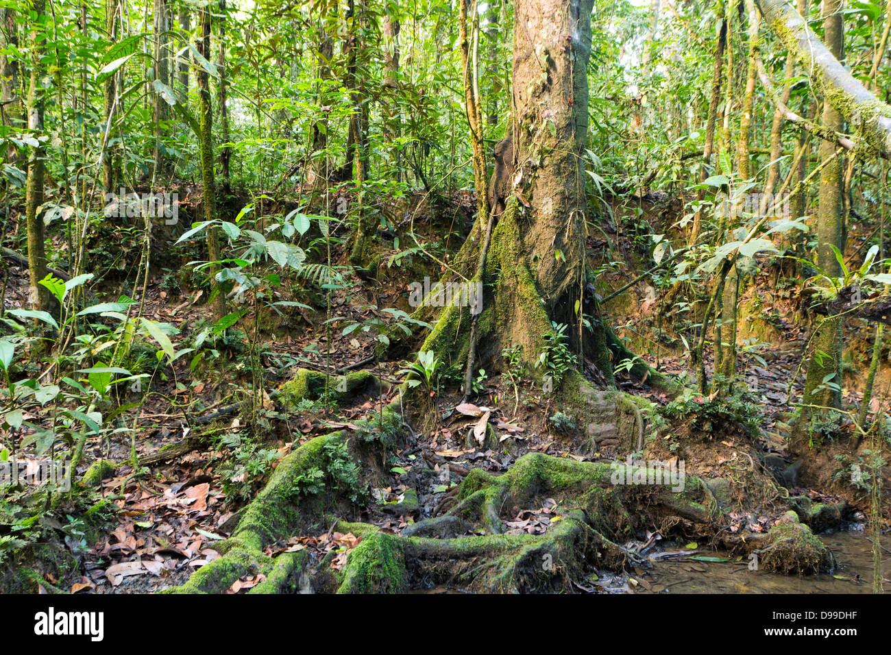 Regenwald-Baum mit bemoosten Wurzeln am Rand von einem Regenwald-Becken, Ecuador Stockfoto