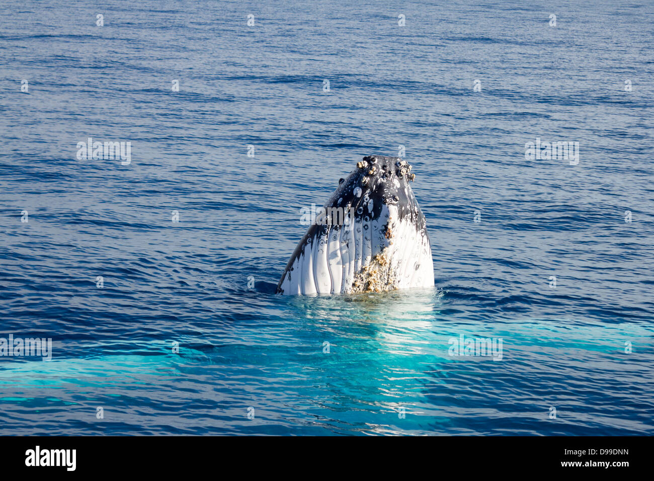 Buckelwal in Harvey Bay, Queensland, Australien. Stockfoto