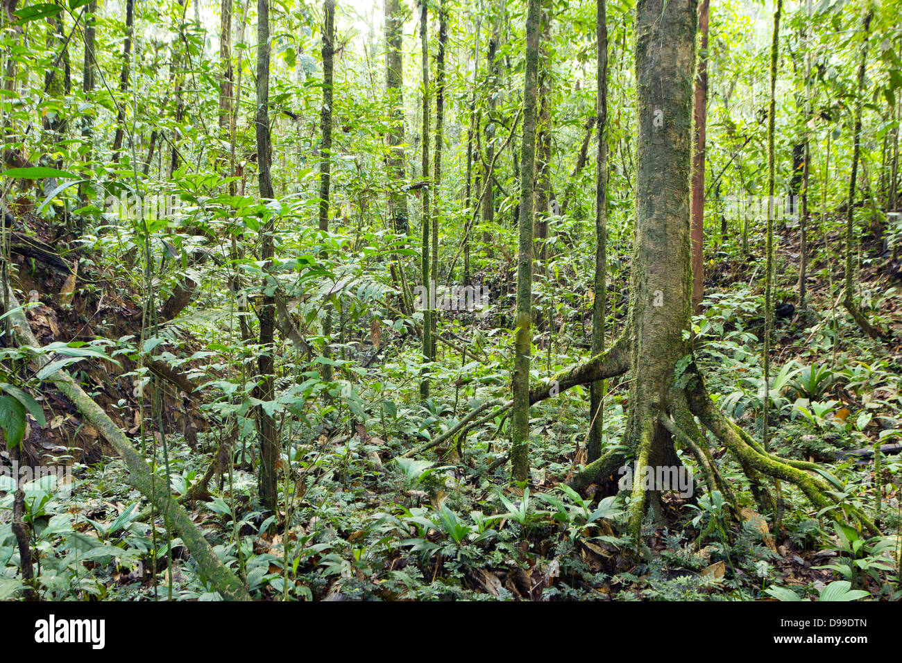 Stelzenläufer verwurzelt Cecropia Baum im Regenwald Innenraum, Ecuador Stockfoto