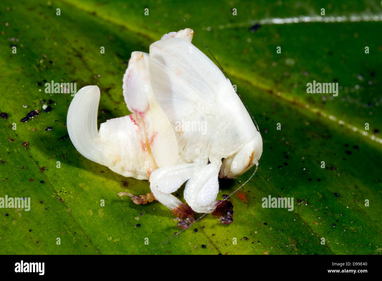 Ein ungewöhnlich farbigen Grashuepfer im Regenwald Unterwuchs, Ecuador. Dies ist ein Blütenblatt Mimic, der in der Regel Blumen bewohnt. Stockfoto