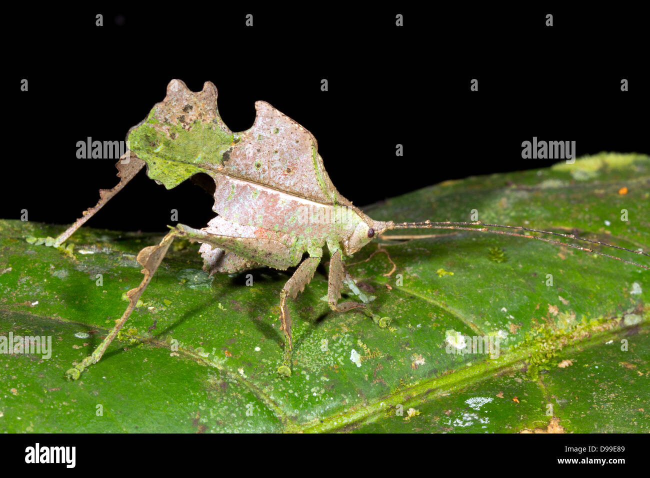 Leaf mimischen Grashuepfer im Regenwald Unterwuchs in der Nacht. Die Flügel dieser Art haben sogar Nachahmung Bissspuren Stockfoto