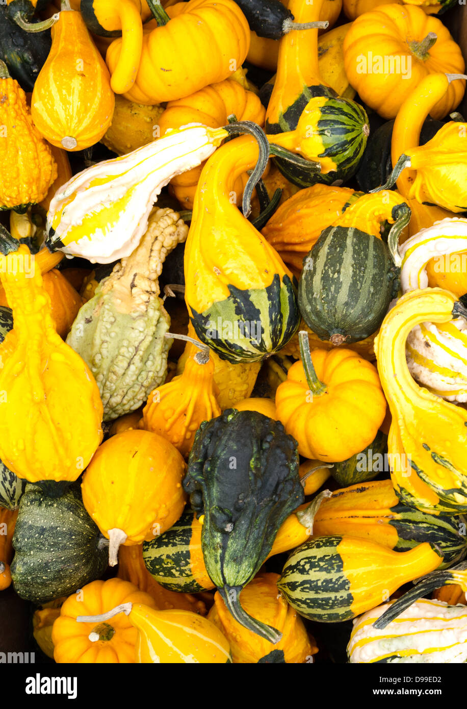 Bunte dekorative Kürbisse auf dem Display für den Herbst Stockfoto