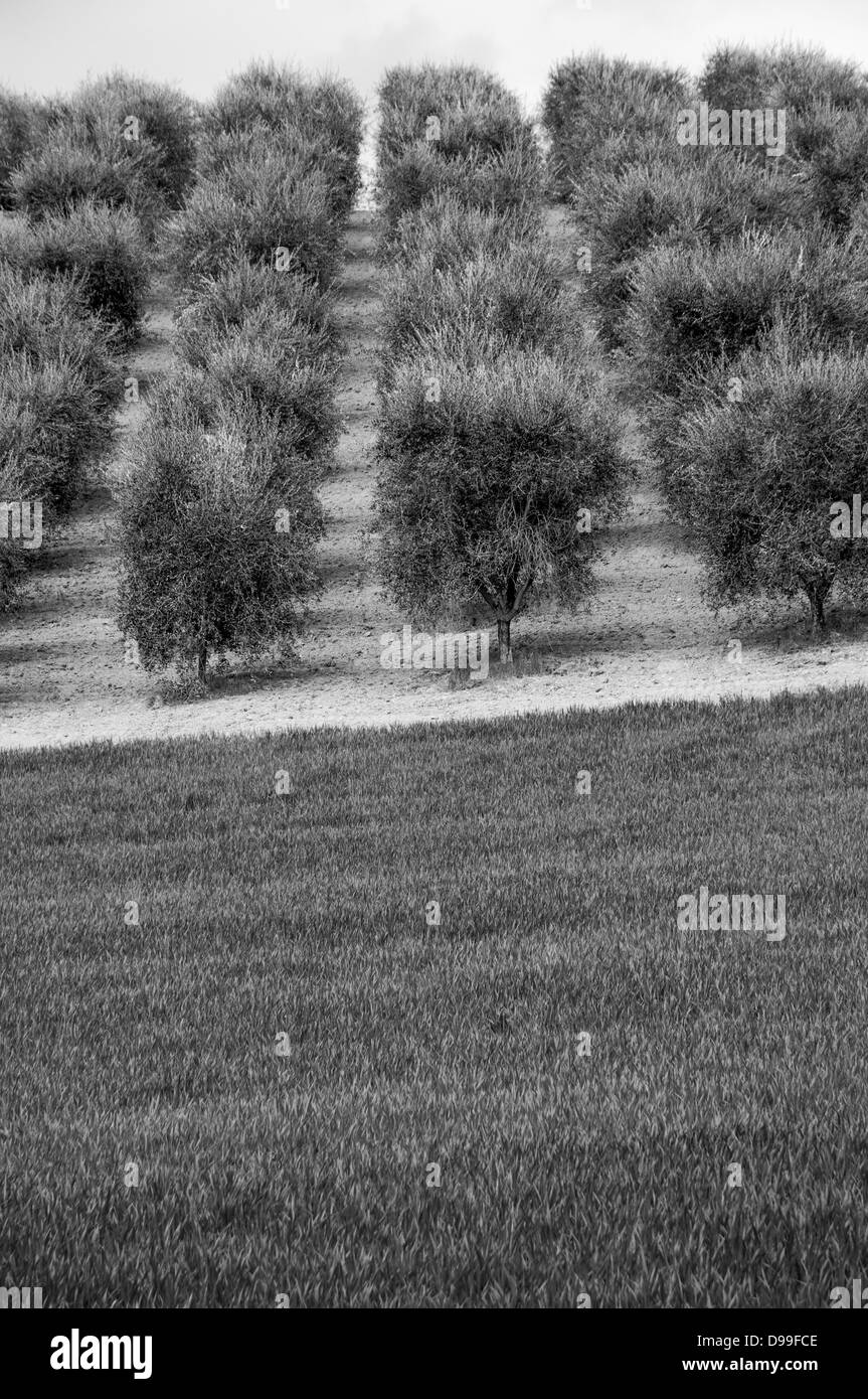 Toskanische Landschaft mit Olivenbäumen und Rasen in der Nähe von San Gimignano, Toskana, Italien Stockfoto