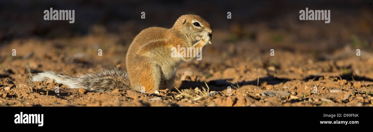 Kap-Borstenhörnchen, Kap-Borstenhörnchen Xerus inauris Stockfoto