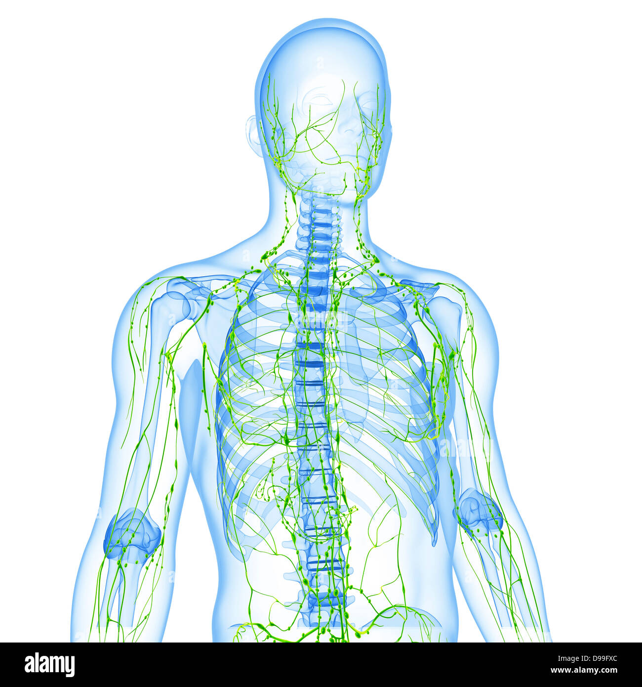Lymphsystem des männlichen Körper Anatomie Stockfoto