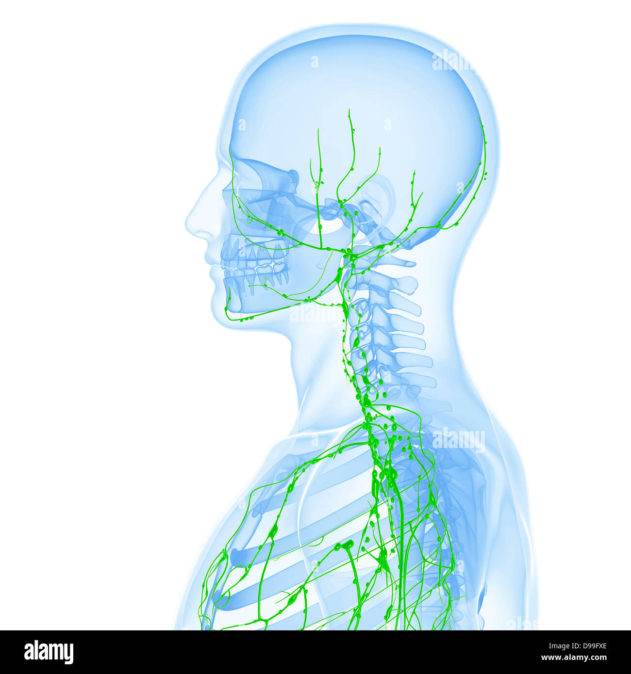 Lymphsystem des männlichen Körper Anatomie Stockfoto