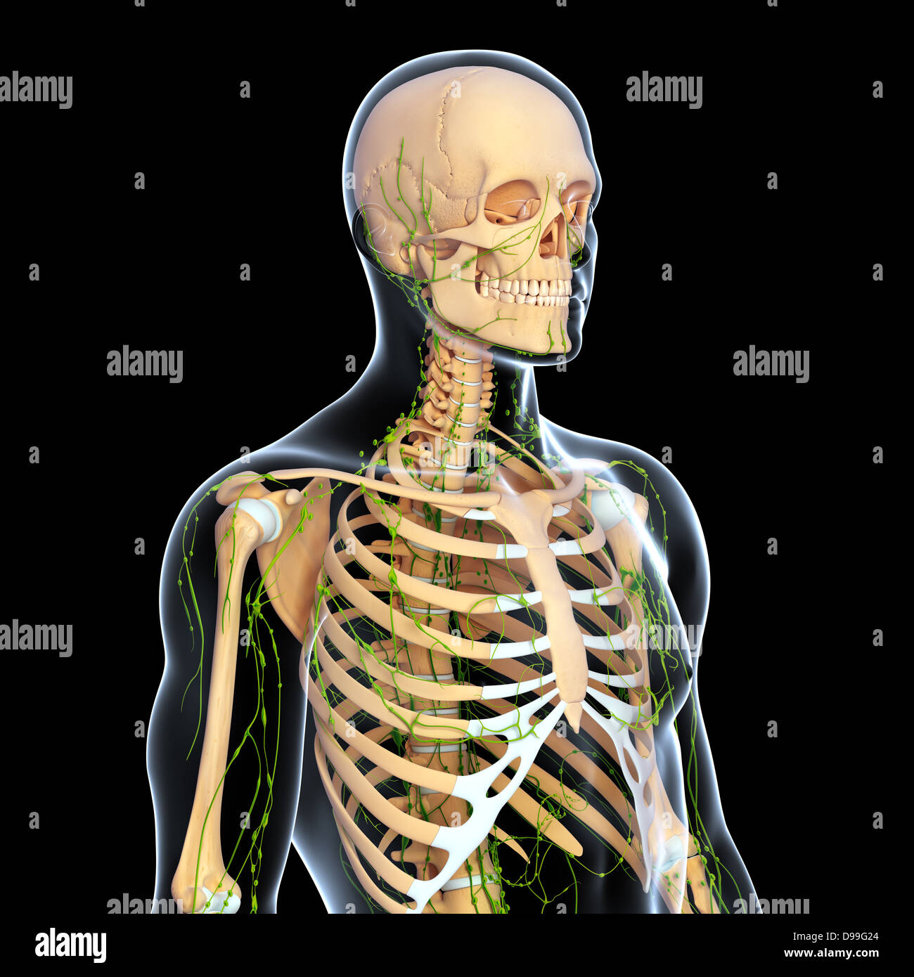 Lymphsystem des männlichen Körper Anatomie Stockfoto