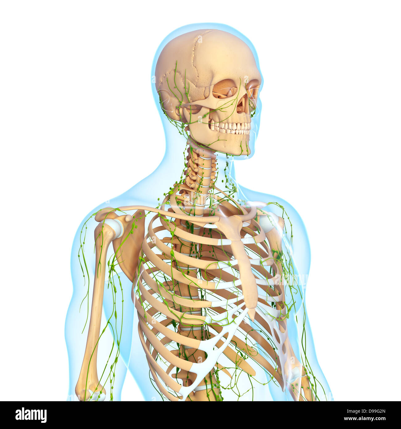 Lymphsystem des männlichen Körper Anatomie Stockfoto