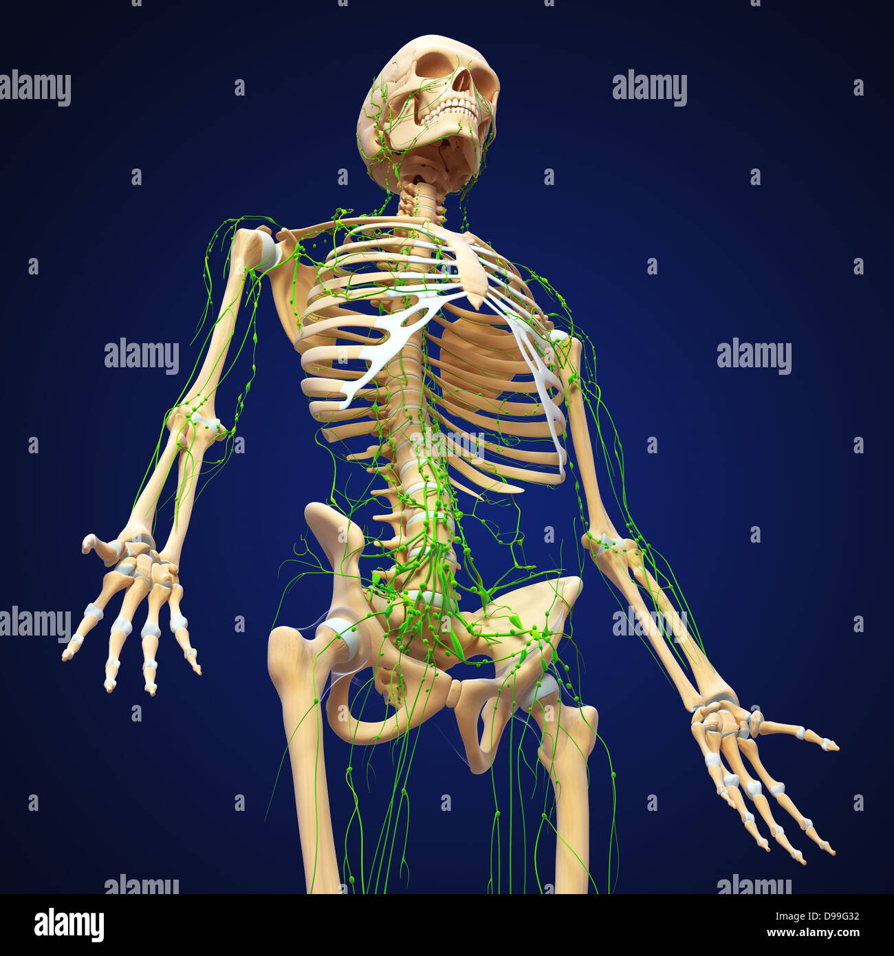 Lymphsystem des männlichen Körper Anatomie Stockfoto