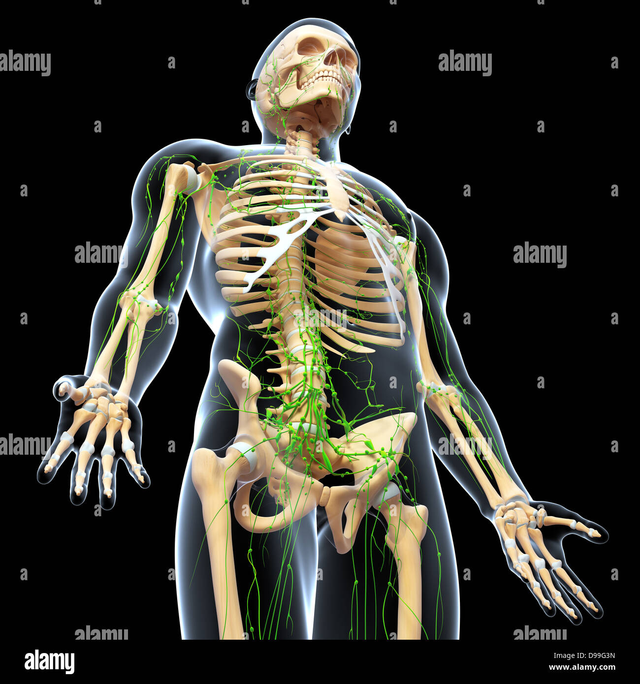 Lymphsystem des männlichen Körper Anatomie Stockfoto
