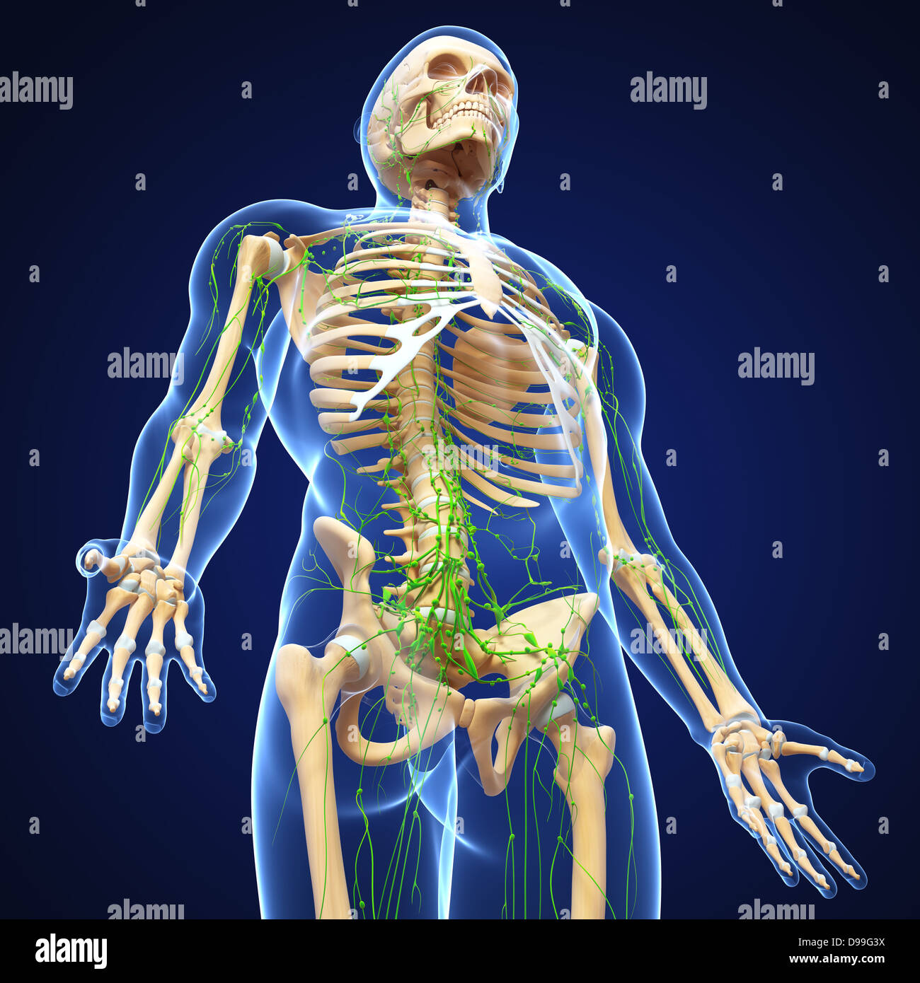 Lymphsystem des männlichen Körper Anatomie Stockfoto