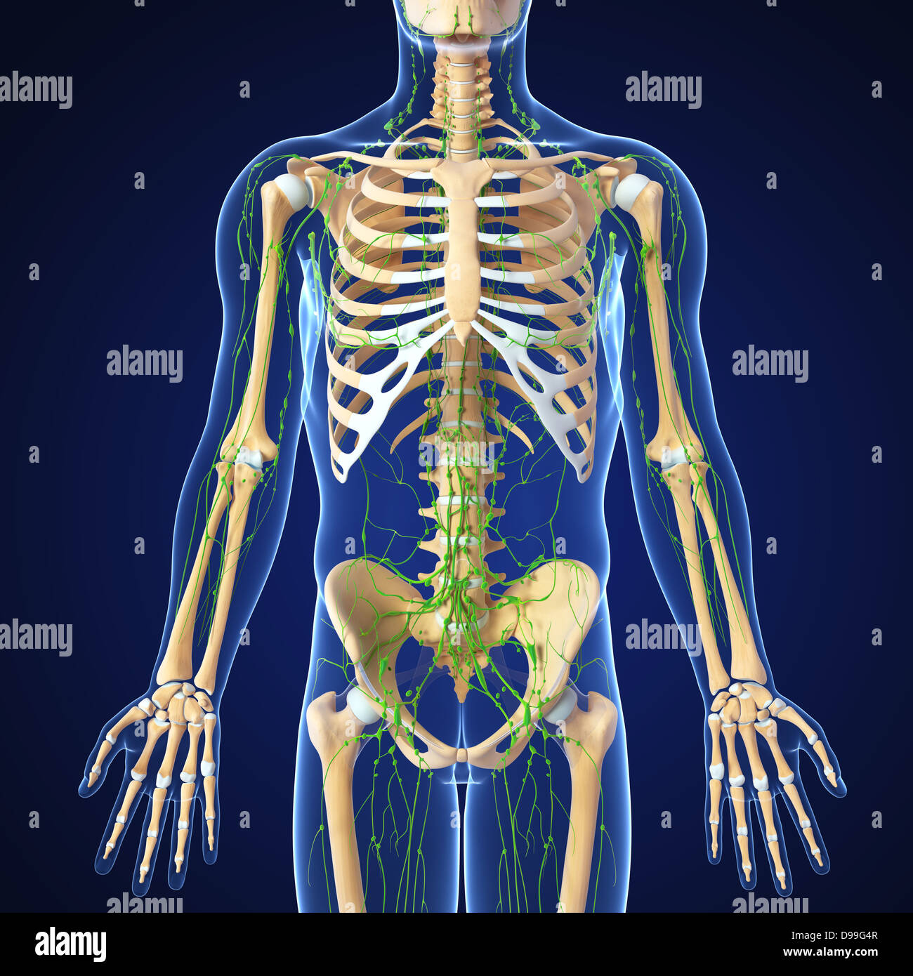 Lymphsystem des männlichen Körper Anatomie Stockfoto