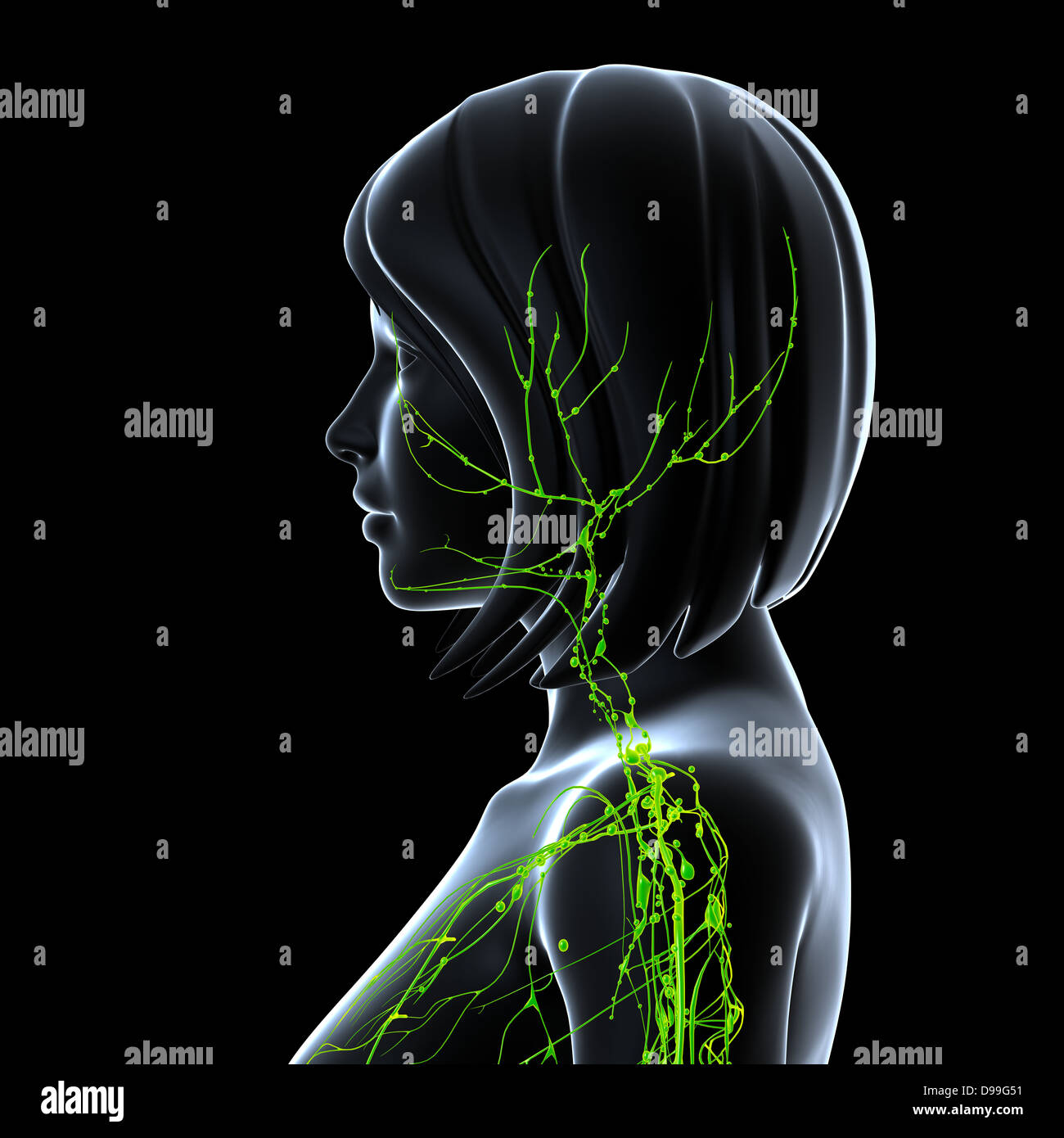 Lymphsystem des weiblichen Körpers Anatomie im Röntgenbild form Stockfoto