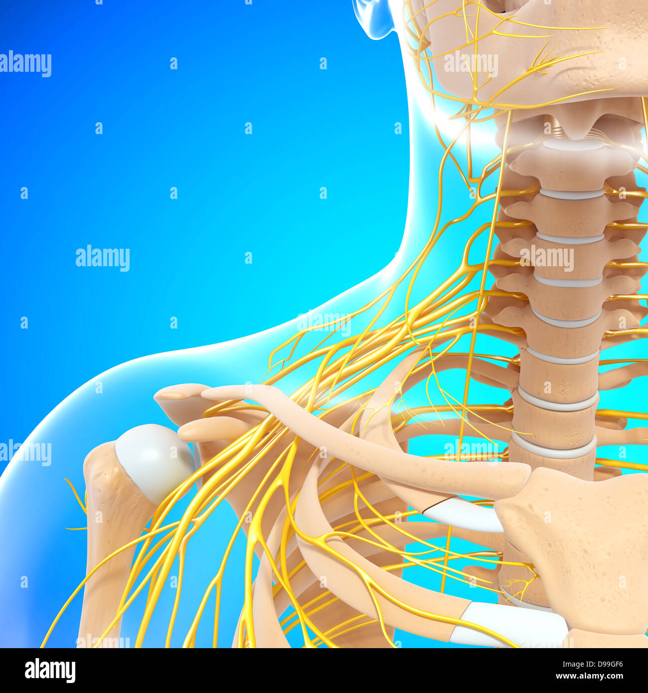 Anatomie des Menschen Kopf mit Nervensystem Stockfoto