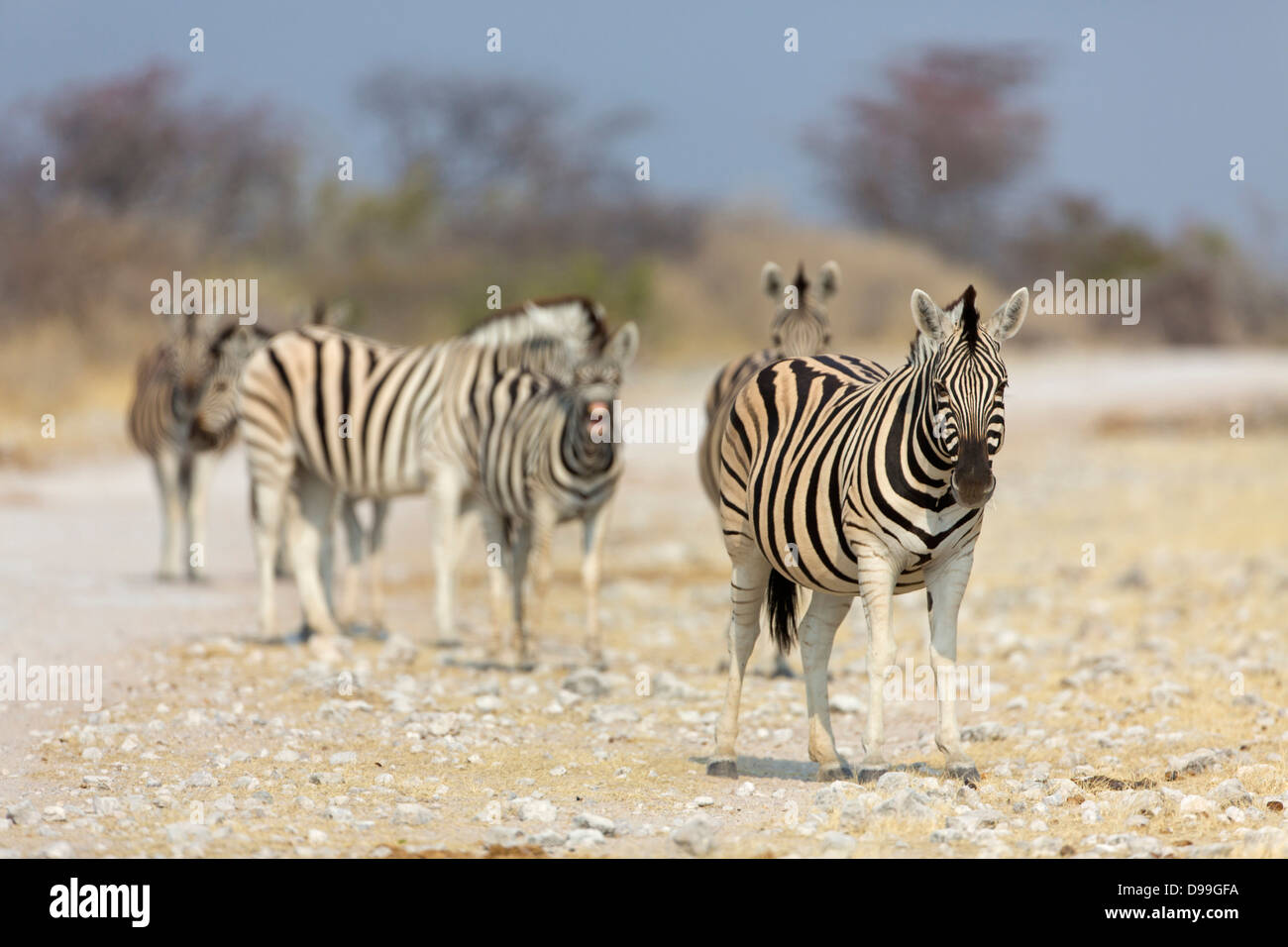 Ebenen Zebra, gemeinsame Zebra, Burchell Zebra, Equus Quagga, Ebenen Zebra, gemeinsame Zebra, Burchell Zebra, Steppenzebra, Pferdeze Stockfoto