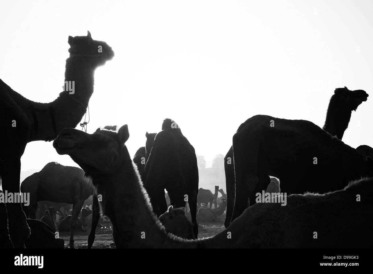 Kamele in Pushkar Camel Fair, Ajmer, Pushkar, Rajasthan, Indien Stockfoto