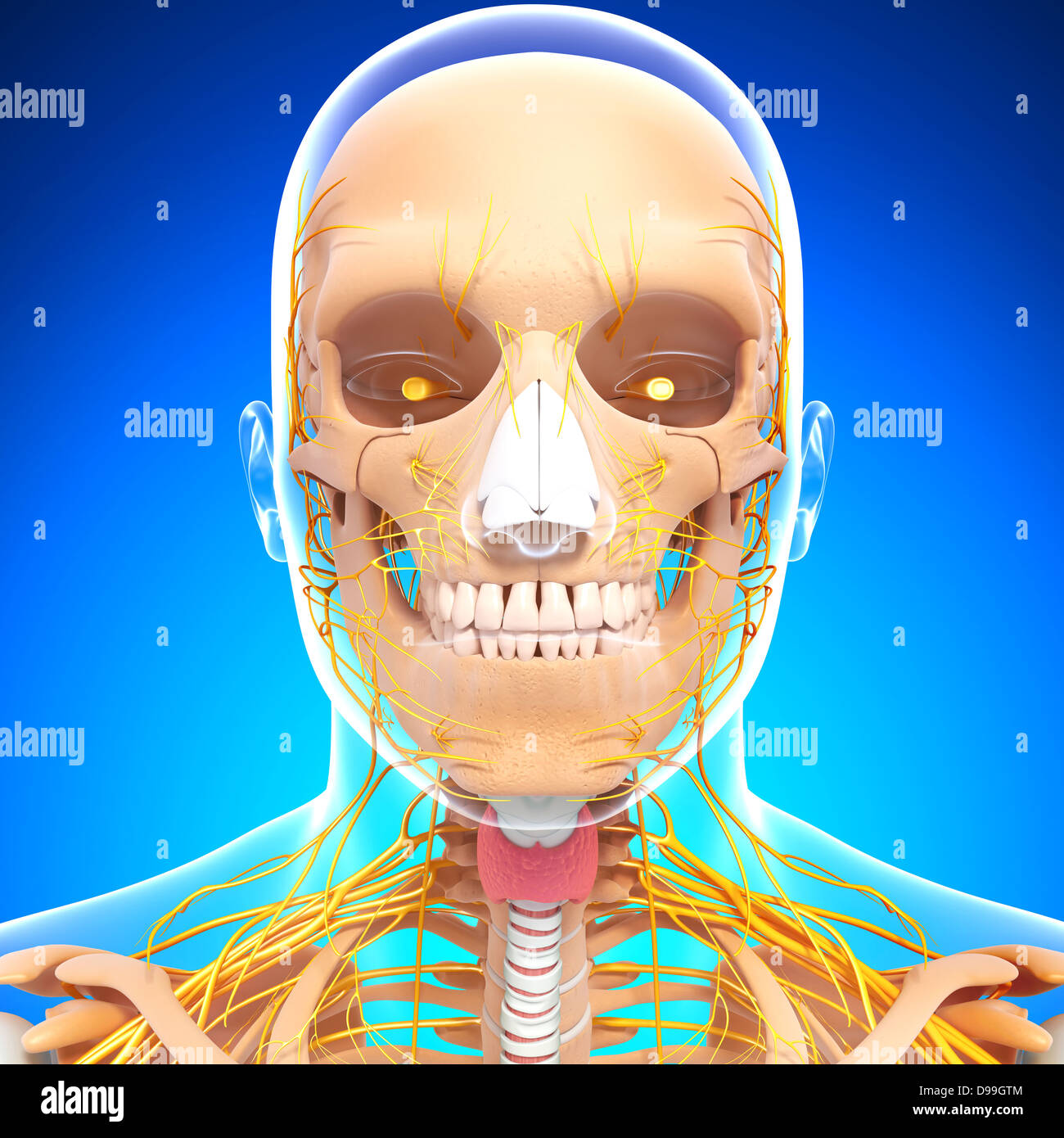 Anatomie des Menschen Kopf mit Nervensystem Stockfoto