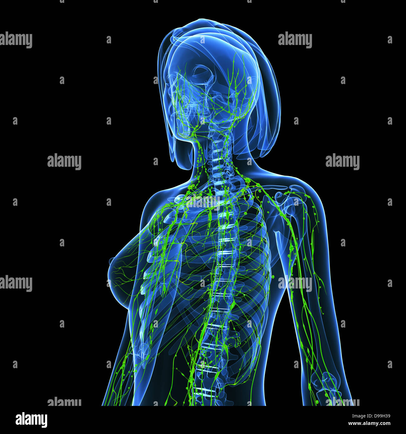 Lymphatische System des menschlichen Körpers-Anatomie Stockfoto