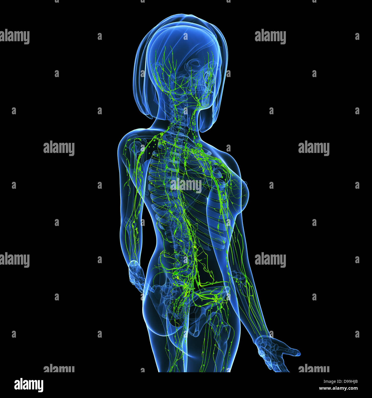 Lymphsystem des weiblichen Körpers Anatomie im Röntgenbild form Stockfoto