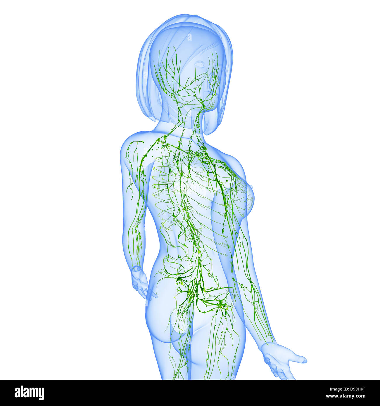 Lymphsystem des weiblichen Körpers Anatomie im Röntgenbild form Stockfoto