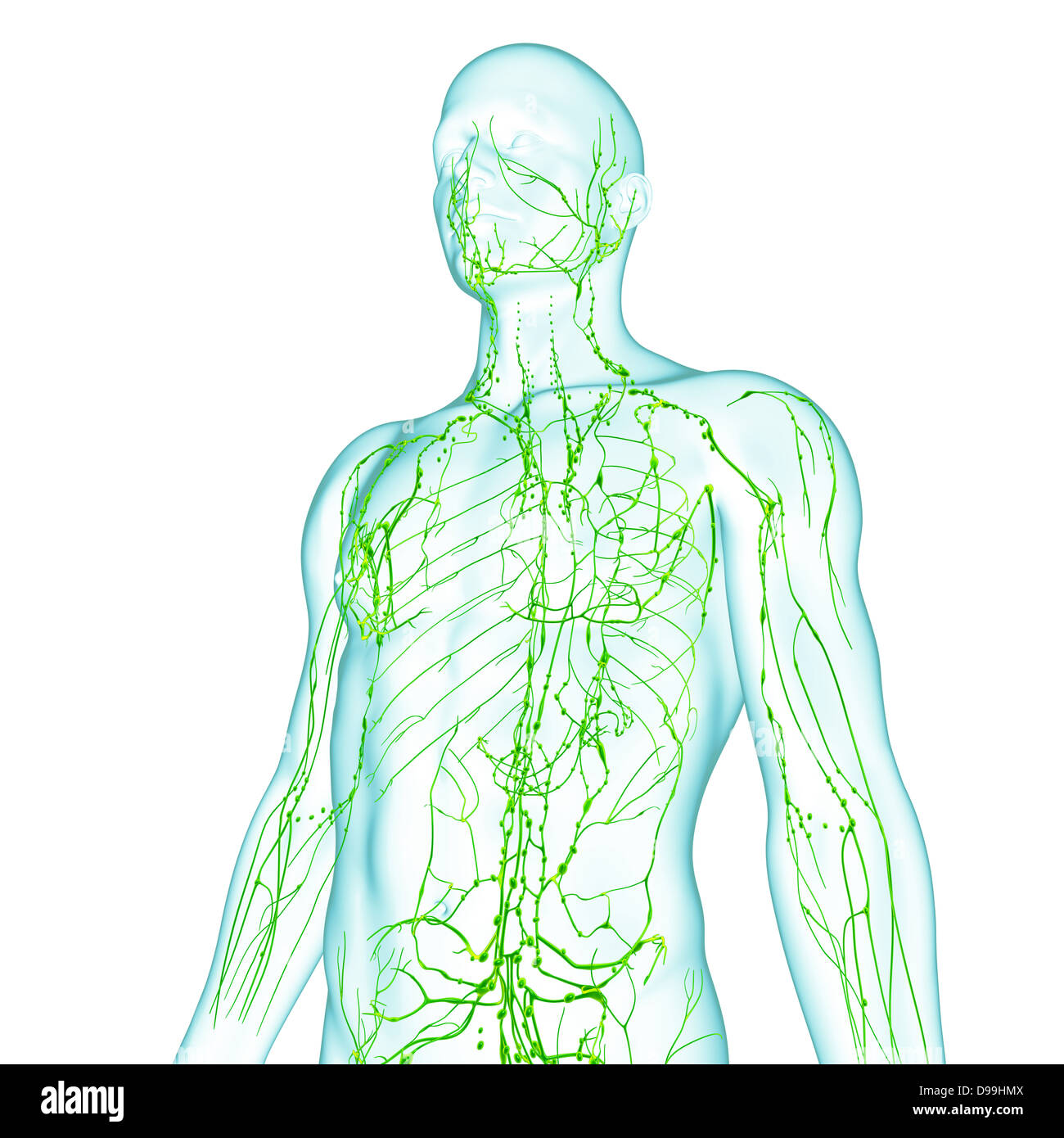 Lymphsystem des männlichen Körper Anatomie Stockfoto