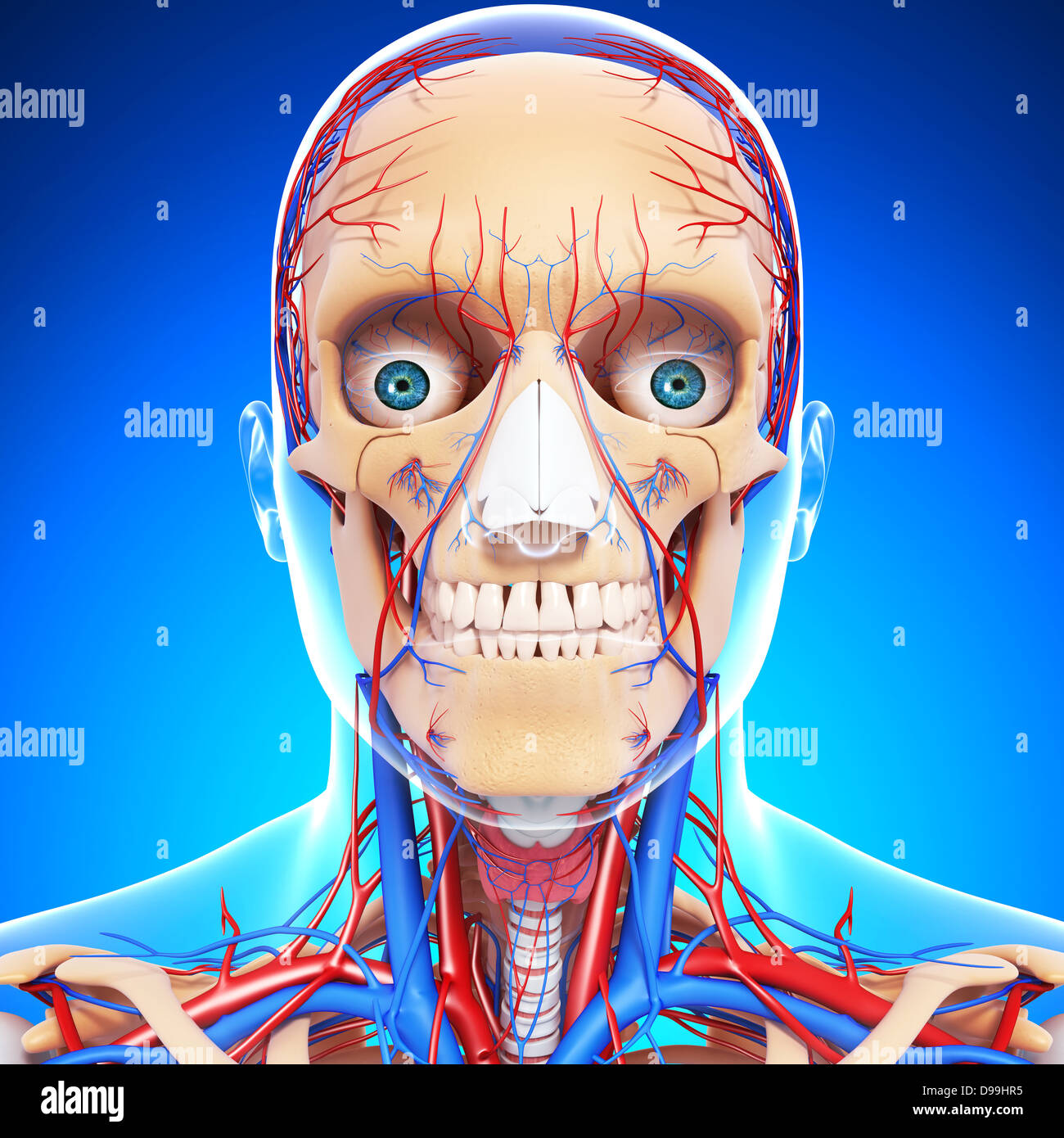 nervös und lymphatischen Kreislauf der menschlichen Kopf Anatomie Stockfoto