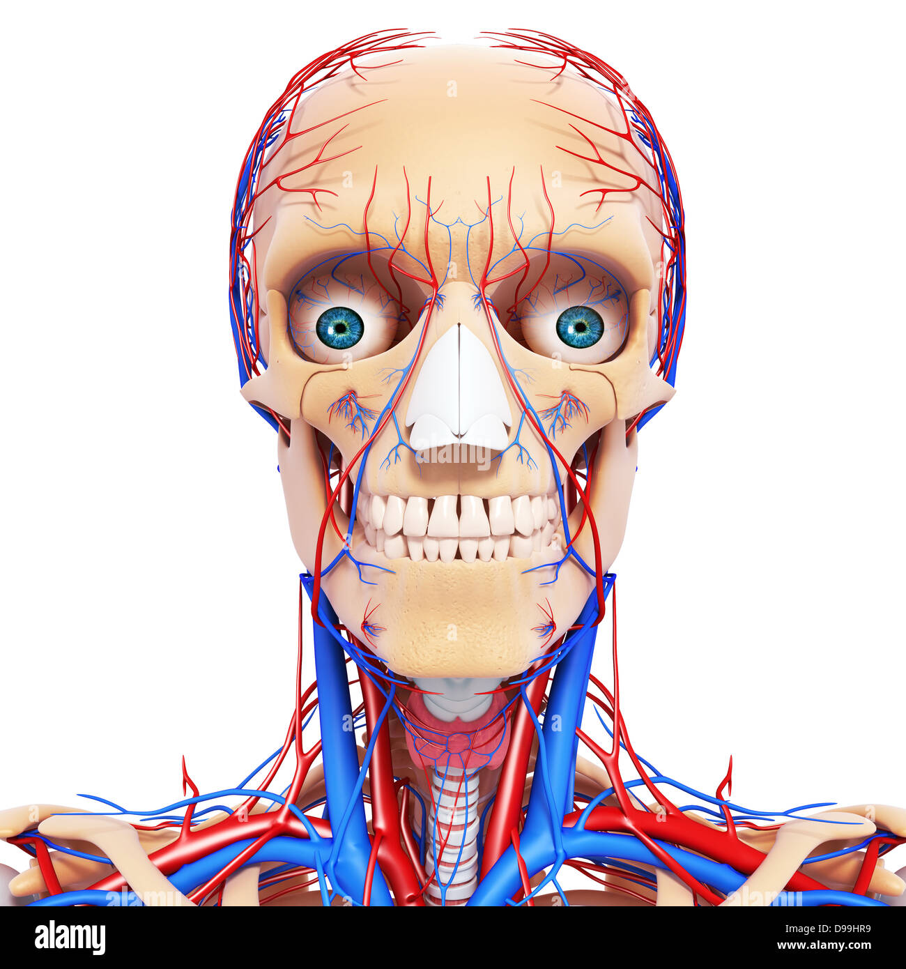 nervös und lymphatischen Kreislauf der menschlichen Kopf Anatomie Stockfoto