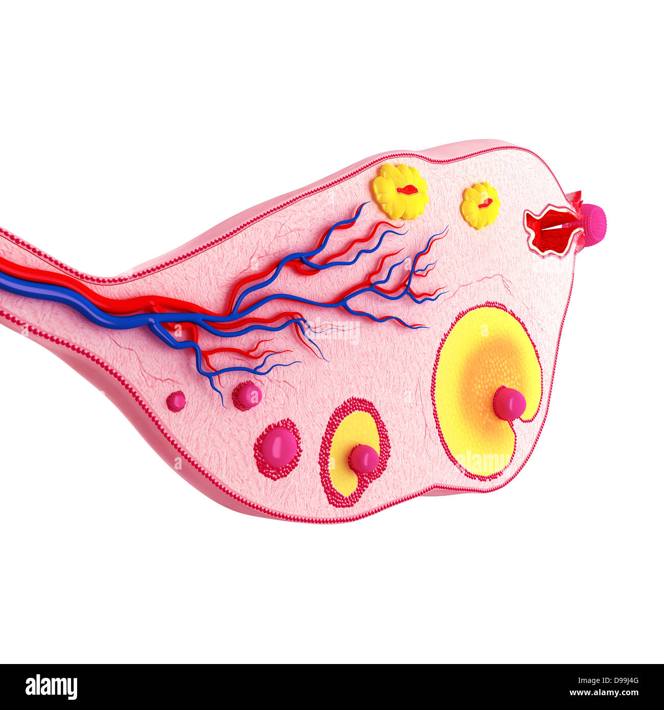Ovariellen Zyklus mit weißem Hintergrund Stockfoto