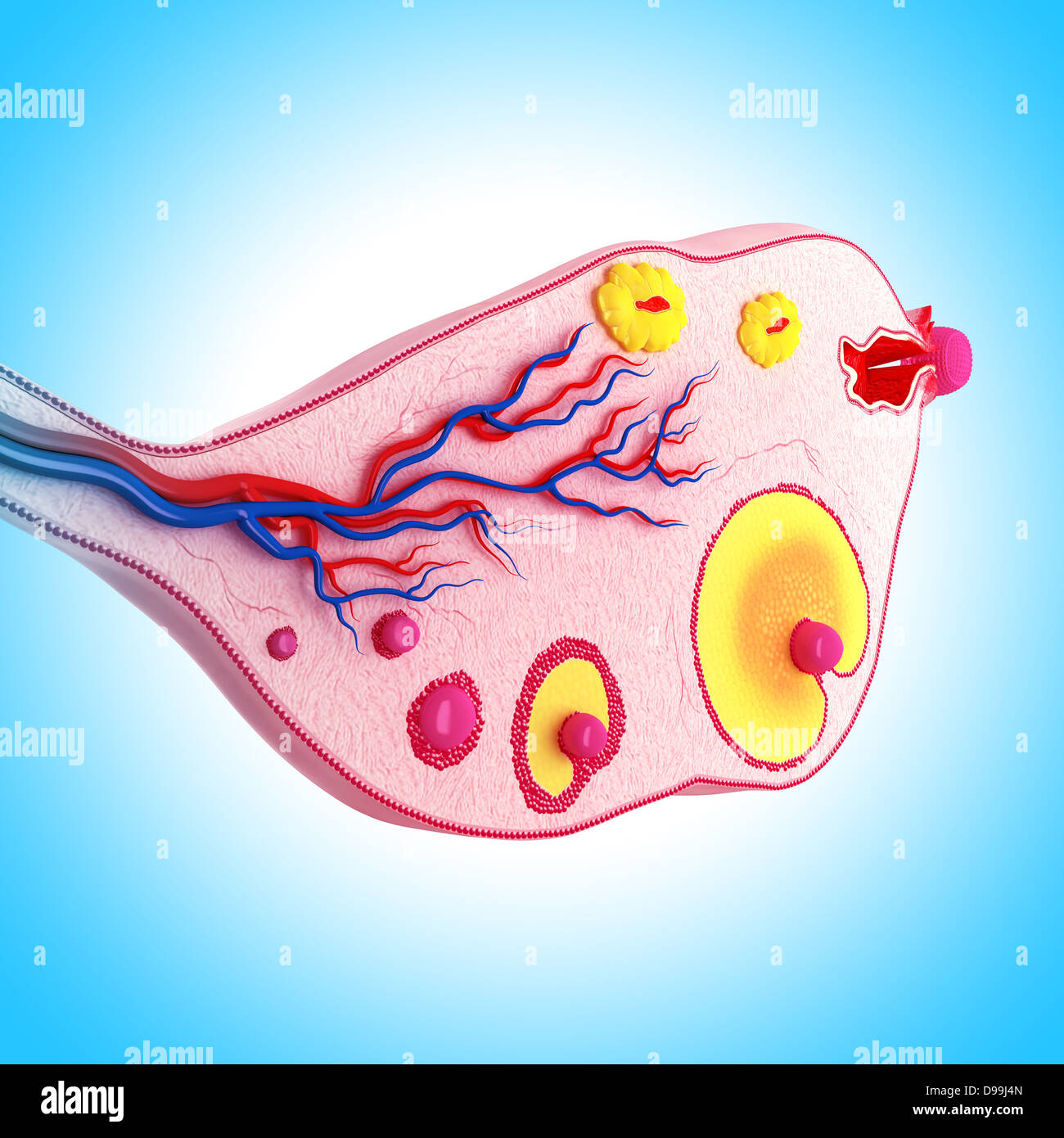 Ovariellen Zyklus mit weißem Hintergrund Stockfoto