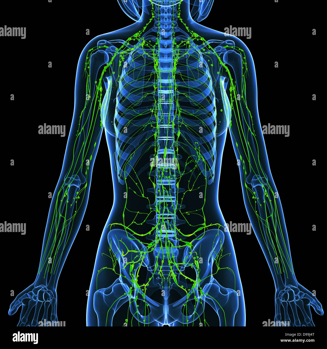 Lymphsystem des weiblichen Körpers Anatomie im Röntgenbild form Stockfoto