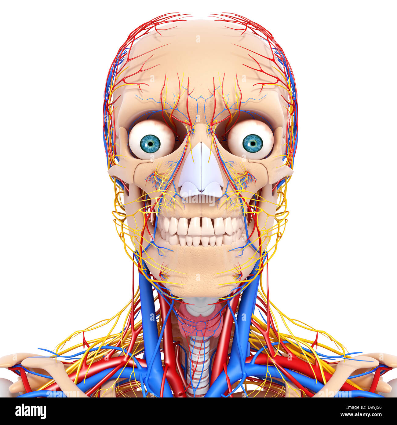 nervös und lymphatischen Kreislauf der menschlichen Kopf Anatomie Stockfoto