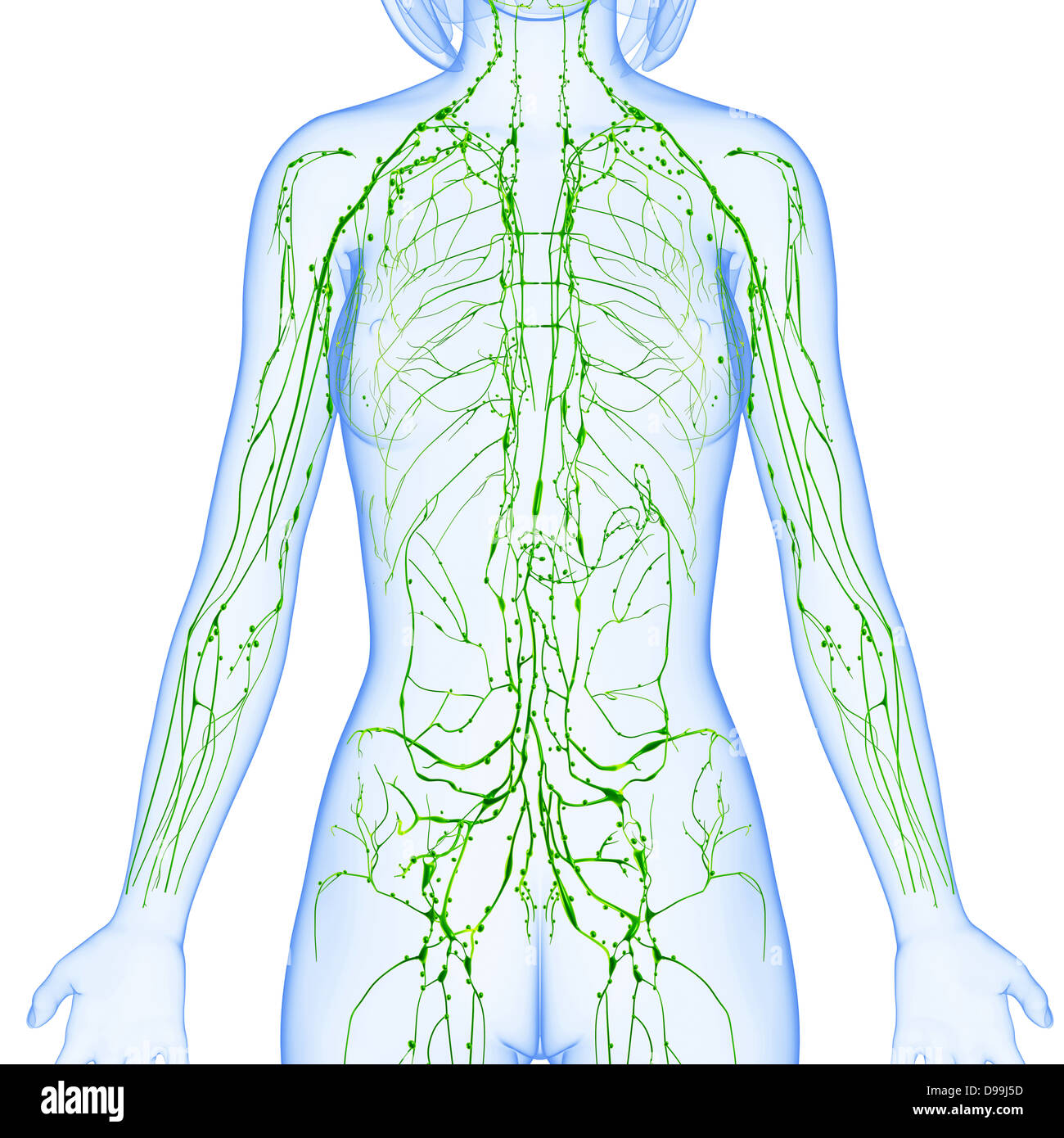 Lymphsystem des weiblichen Körpers Anatomie im Röntgenbild form Stockfoto