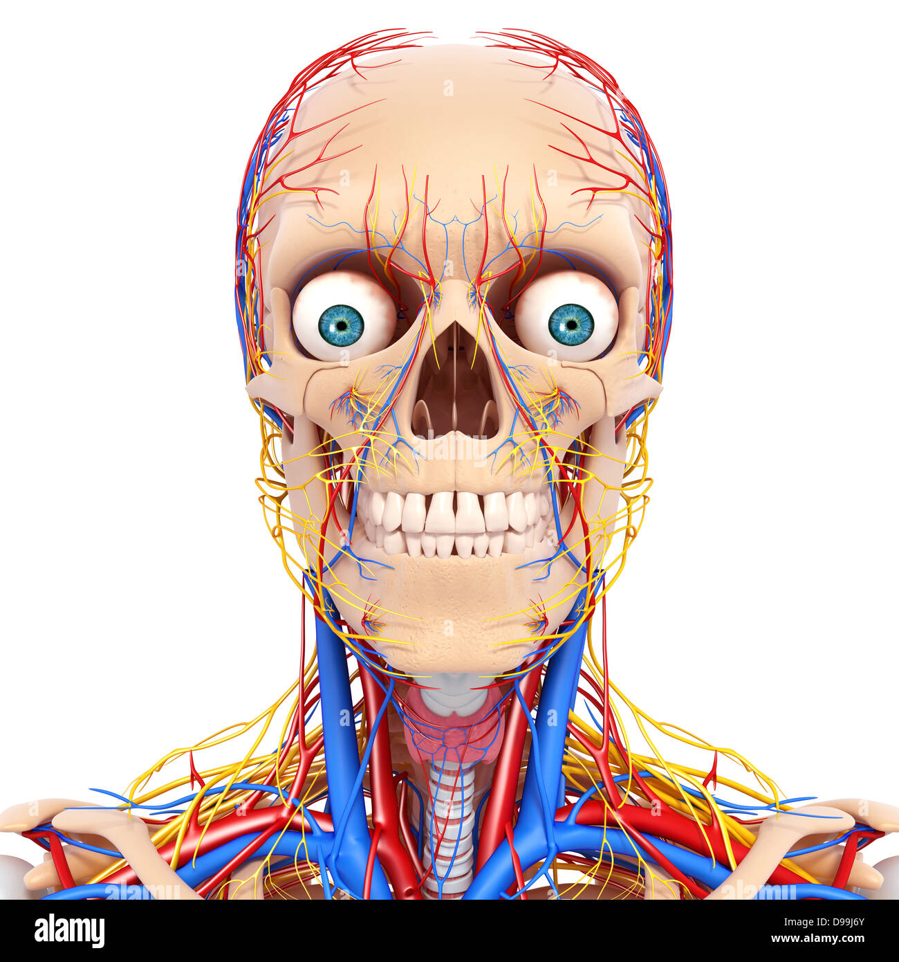 nervös und lymphatischen Kreislauf der menschlichen Kopf Anatomie Stockfoto