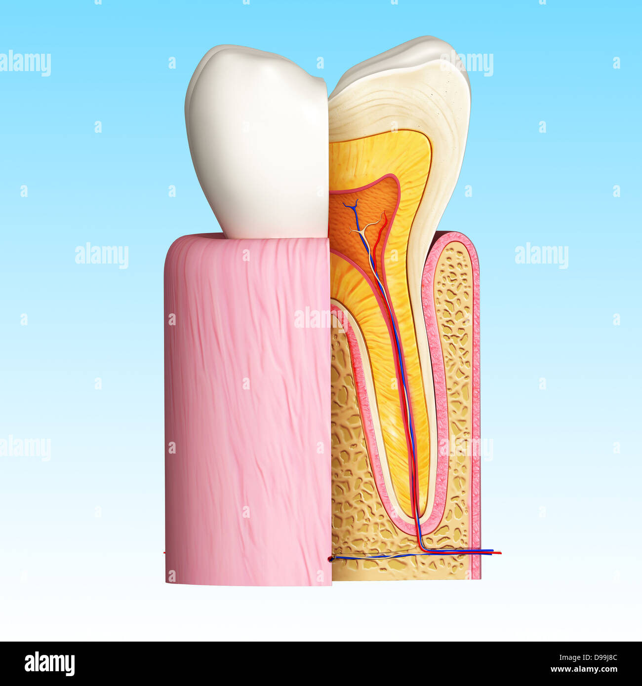 Anatomie des menschlichen Zähnen Querschnitt Stockfoto