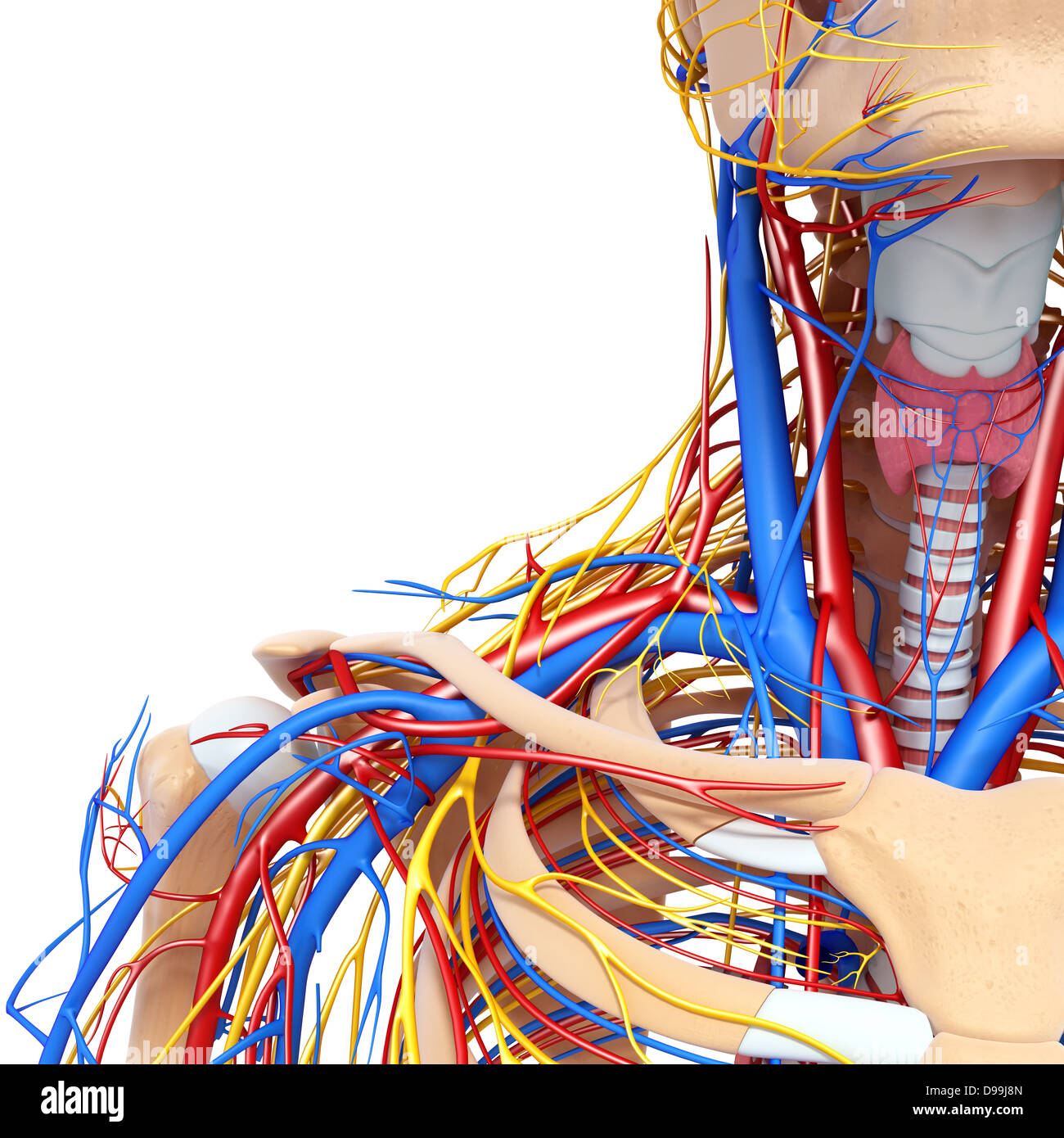 nervös und lymphatischen Kreislauf der menschlichen Kopf Anatomie Stockfoto