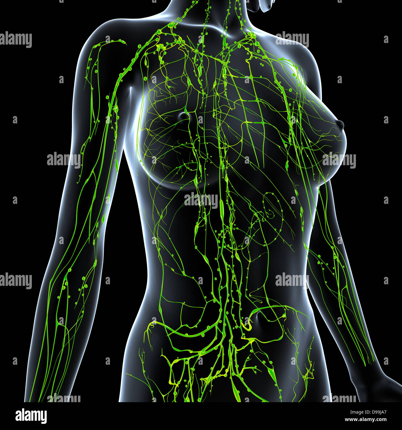 Lymphatische System des weiblichen Körpers Stockfoto