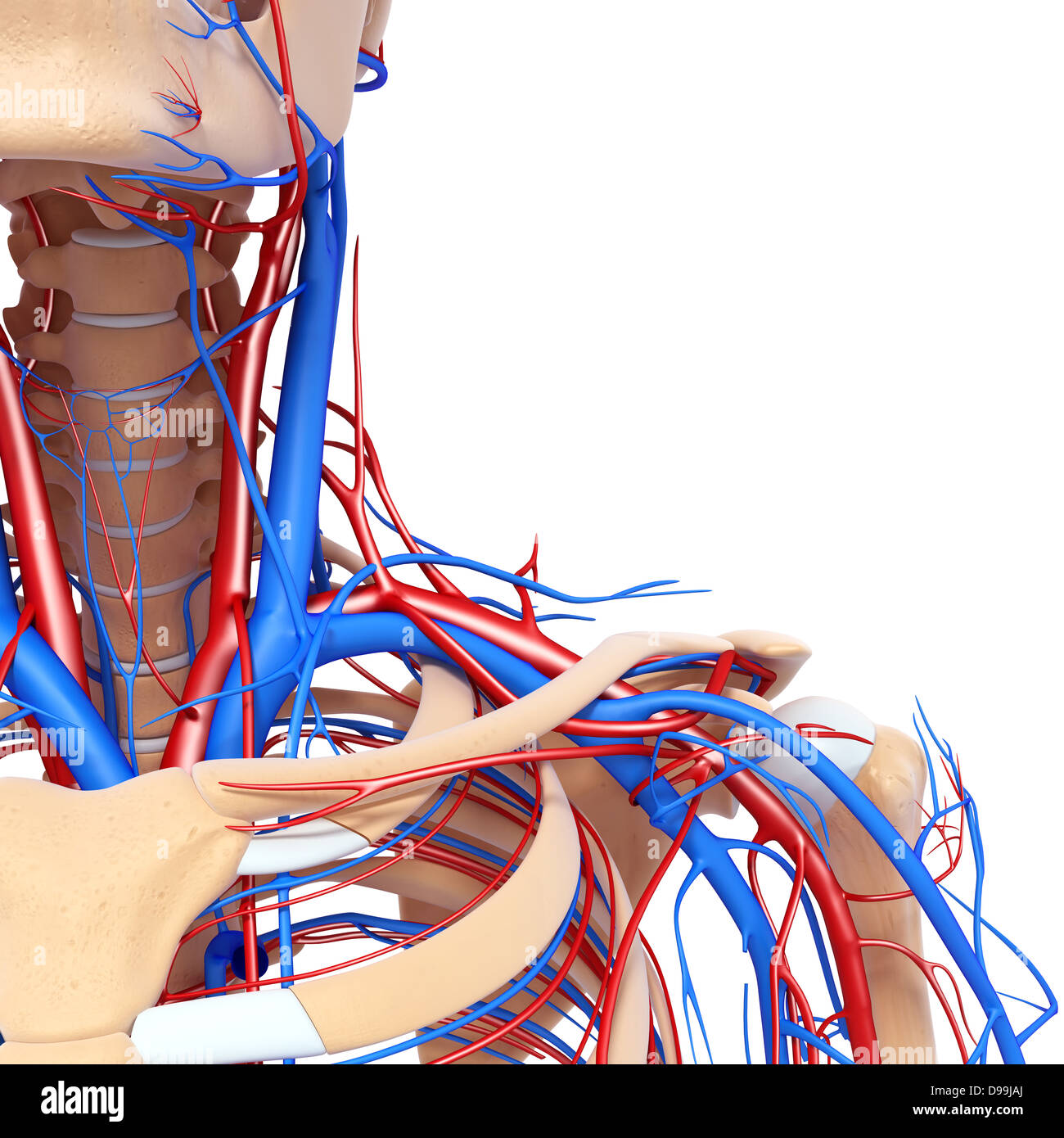 nervös und lymphatischen Kreislauf der menschlichen Kopf Anatomie Stockfoto