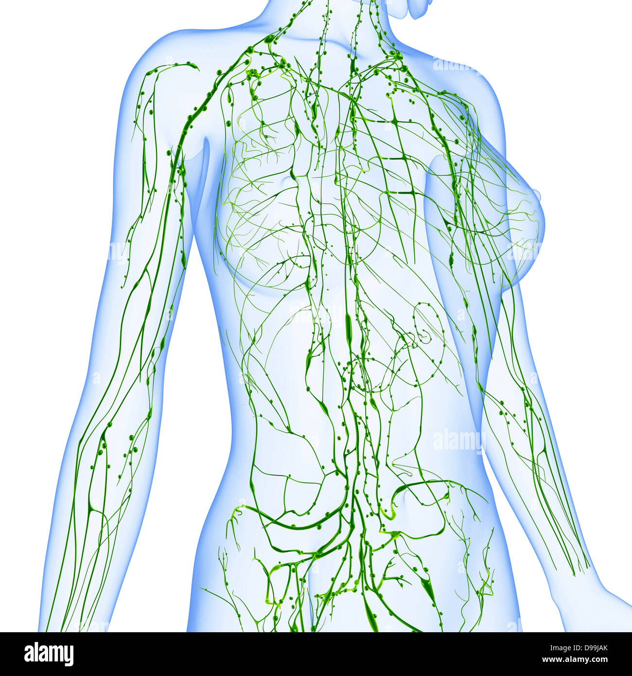 Lymphatische System des weiblichen Körpers Stockfoto