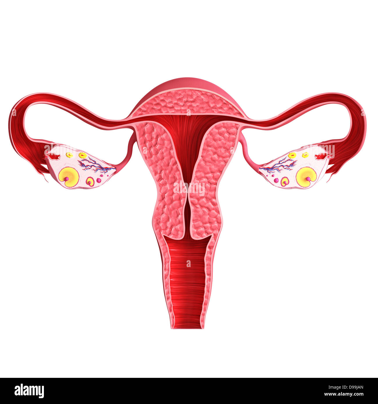 Ovariellen Zyklus mit weißem Hintergrund Stockfoto