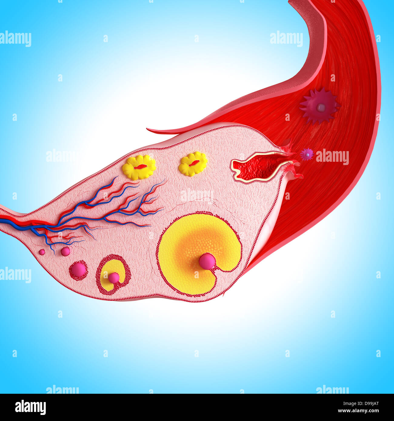 Ovariellen Zyklus mit weißem Hintergrund Stockfoto